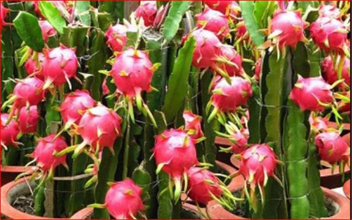 করোনা: ড্রাগন ফল একটি সুপারফুড