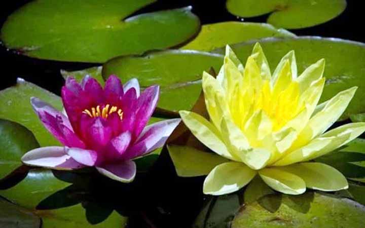 বাংলাদেশে ফুটেছে বিশ্বের প্রথম ‘হলুদ পদ্ম’