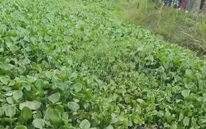 ছেলেকে টিফিন দিয়ে ফেরার পথে নিখোঁজ, ডোবায় মিলল মরদেহ