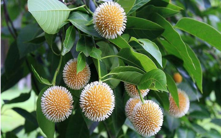 কেমন হতে যাচ্ছে এ বছরের বর্ষাকাল