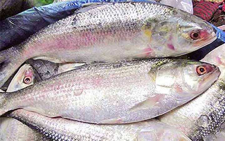 ইলিশ উৎপাদনে বাংলাদেশ প্রথম