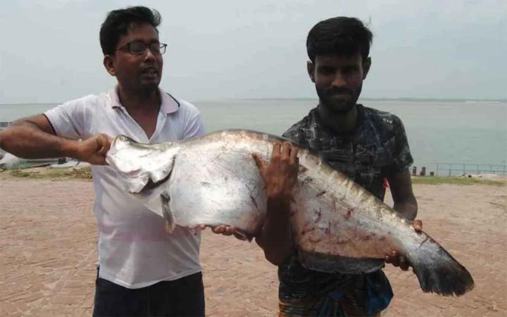 পদ্মায় ধরা পড়ল ১১ কেজির চিতল