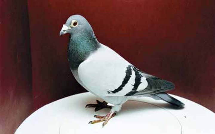 একটি কবুতরের দাম ১৭ কোটি টাকা