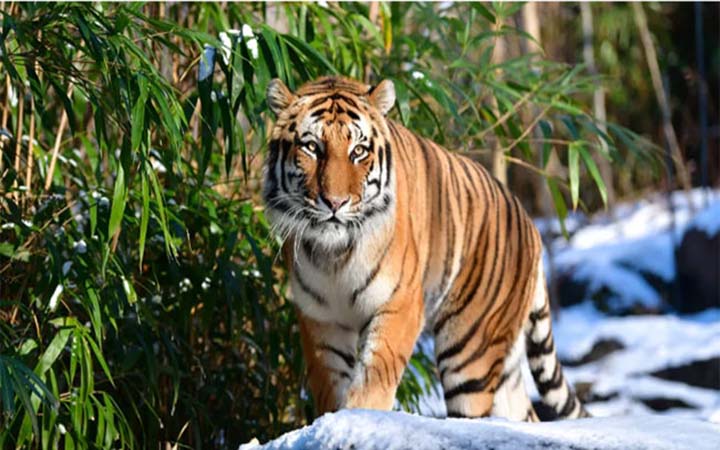 এবার করোনায় আক্রান্ত বাঘ