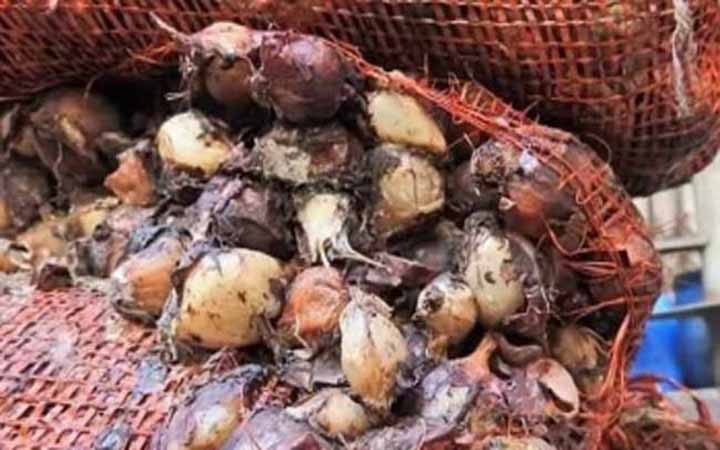বস্তা বস্তা পচা পেঁয়াজ ফেলা হচ্ছে কর্ণফুলীতে