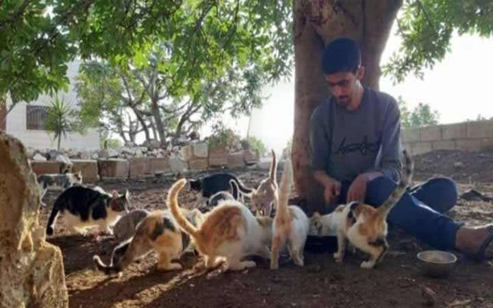 সিরিয়ার যে শহরে মানুষের চেয়ে বিড়াল বেশি