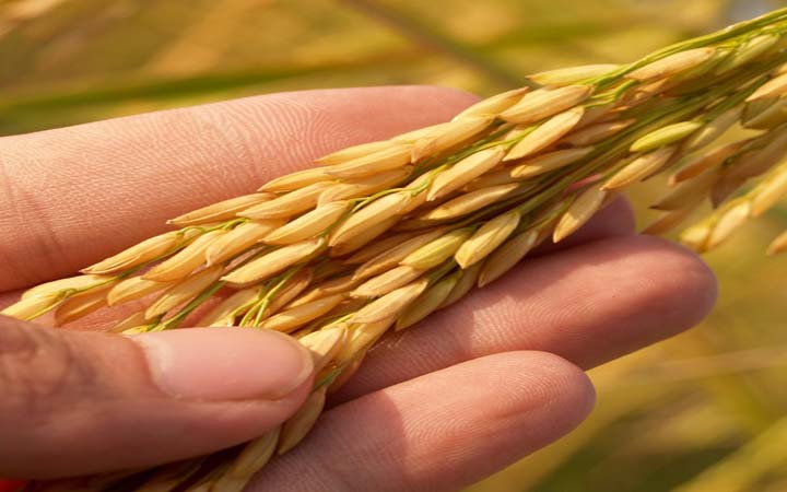 জানুয়ারিতে বিশ্ব খাদ্য মূল্য অব্যাহতভাবে কমেছে : এফএও