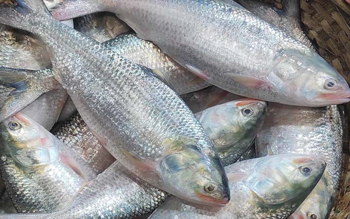 দুর্গাপূজায় ভারতে যাচ্ছে  প্রায় ৪ হাজার টন ইলিশ