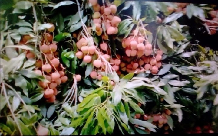 দাম ভালো পাওয়ায় স্বপ্ন দেখছেন ঈশ্বরদীর লিচু চাষিরা