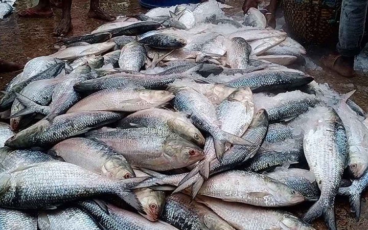 এক ট্রলারে ধরা পড়লো ৪৬ মণ ইলিশ