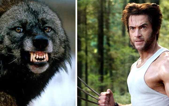 হলিউড সিনেমার উলভারিনের খোঁজ মিলল