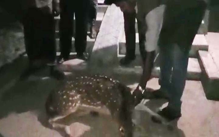 ভোলায় বোরহানউদ্দিনে চিত্রা হরিণ উদ্ধার