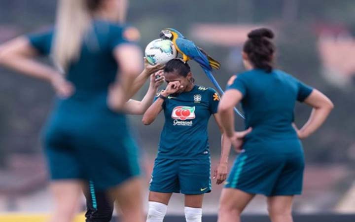 খেলা মাঝে উড়ে এসে মহিলা ফুটবলারের মাথায় বসল ম্যাকাও