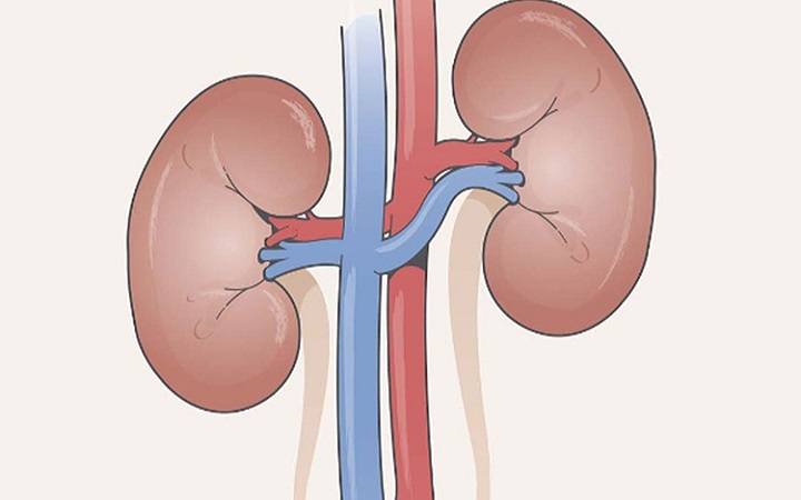 কিডনির যত্নে যেসব অভ্যাসে পরিবর্তন আনা জরুরি