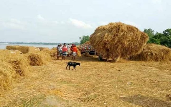 ফেনীতে খড়ের গাদায় চাপা পড়ে দুই শিশুসহ মা নিহত
