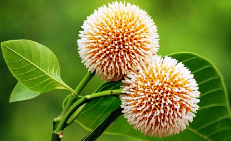 আজ আষাঢ়ের প্রথম দিন