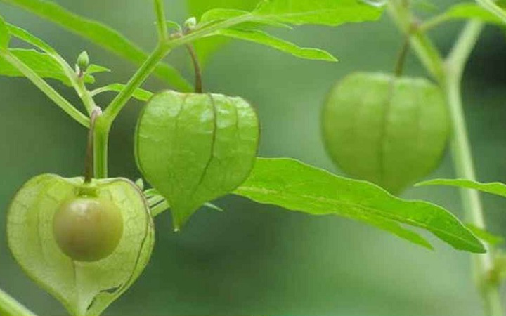 বন টমেটো প্রকৃতির এক অমূল্য ভেষজ রত্ন