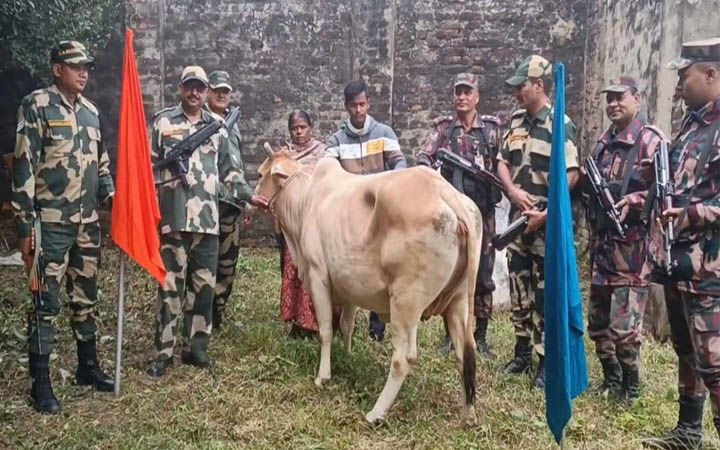 হিলি সীমান্ত দিয়ে আসা ভারতীয় গরু ফেরত দিল বিজিবি