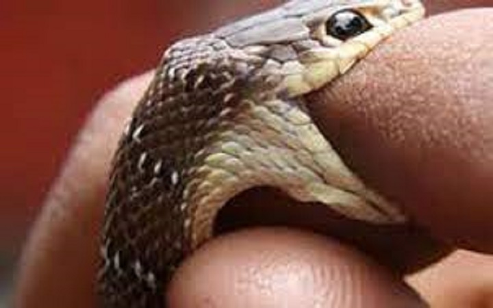 দিনাজপুরে সাপের কামড়ে শিশুর মৃত্যু