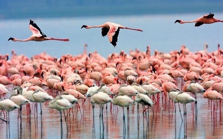 ফ্লেমিংগোর আগমনে মুখর ইরানের উপকূল