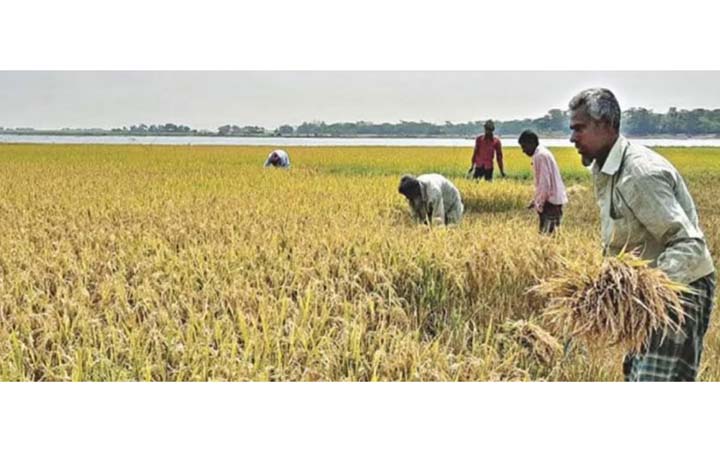 পাবনায় লক্ষ্যমাত্রার ২৮ শতাংশ আমন সংগ্রহ
