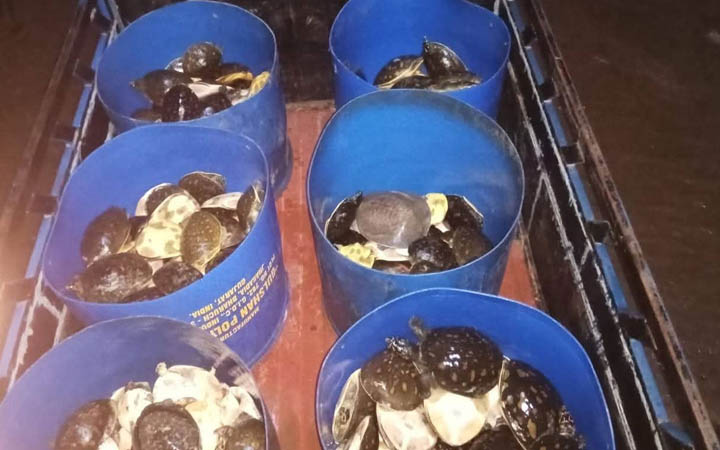 নোয়াখালীতে পাচারের জন্য রাখা ৪২৫ কচ্ছপ উদ্ধার