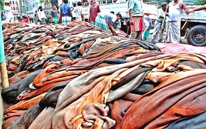 এবারো কোরবানির চামড়ার বাজারে বিপর্যয়?