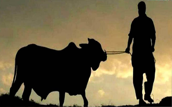 কোরবানি স্বতন্ত্র ইবাদত, এর বিকল্প নেই