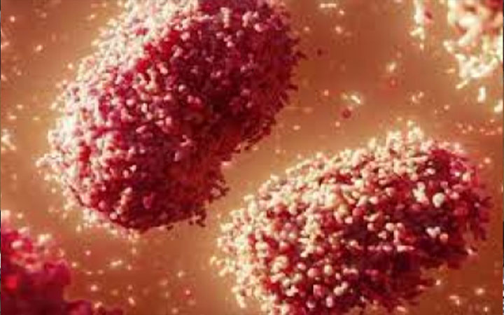 মাঙ্কিপক্সের জন্য নিউইয়র্কে জরুরি অবস্থা ঘোষণা