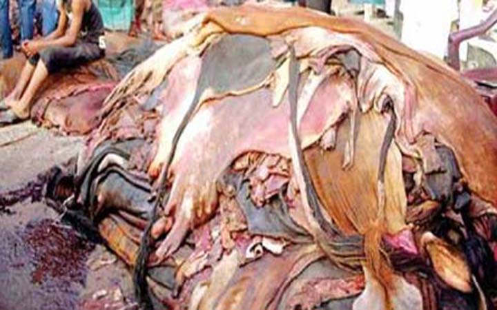 ৩০ কোটি ডলারের ক্ষতিতে চামড়া শিল্প