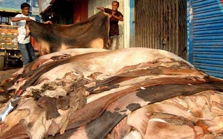 দেড় লাখ টাকার গরুর চামড়ার দাম ৫৫০ টাকা