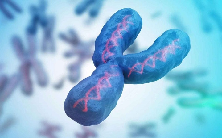 দ্রুত কমছে Y ক্রোমোজোম, তবে কি বিলুপ্ত হয়ে যাবে পুরুষ জাতি?