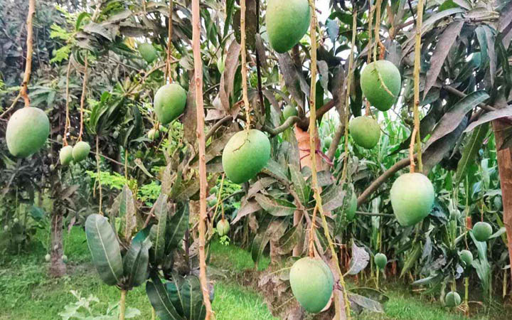 নাটোরে গাছ থেকে আম পাড়া শুরু ১৫ মে