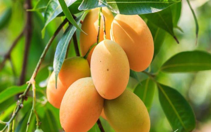 রংপুরের জিআই পণ্য হাঁড়িভাঙ্গা আমের বাজারজাত শুরু