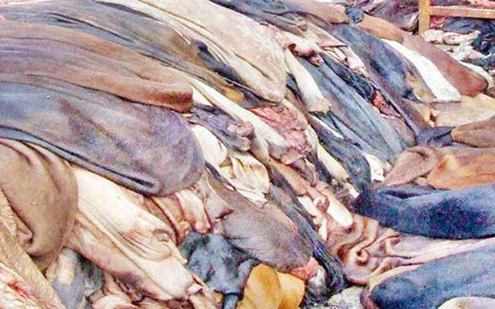 বাড়লো কাঁচা চামড়ার দাম