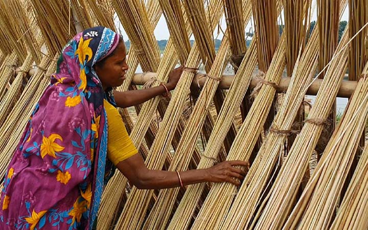 পাবনায় কৃষকদের এ বছর পাটকাঠি থেকে আয় প্রায় ৭০ কোটি টাকা
