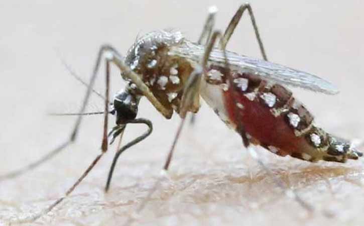 ডেঙ্গুতে অন্তঃসত্ত্বা নারীর সতর্কতা