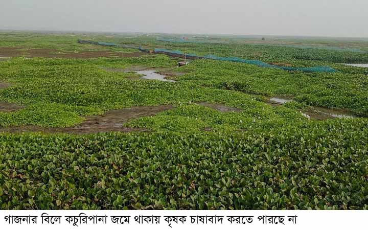 বন্যায় ভেসে আসা কচুরিপানায় ভরপুর গাজনারবিল,জমি চাষাবাদ নিয়ে সংকটে কৃষক