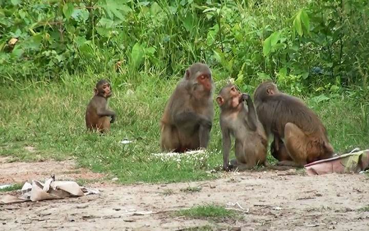 মাদারীপুরে খাদ্য সংকটে কমে যাচ্ছে বানর