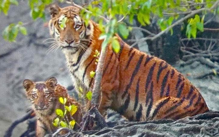 বিশ্ব বাঘ দিবস আজ