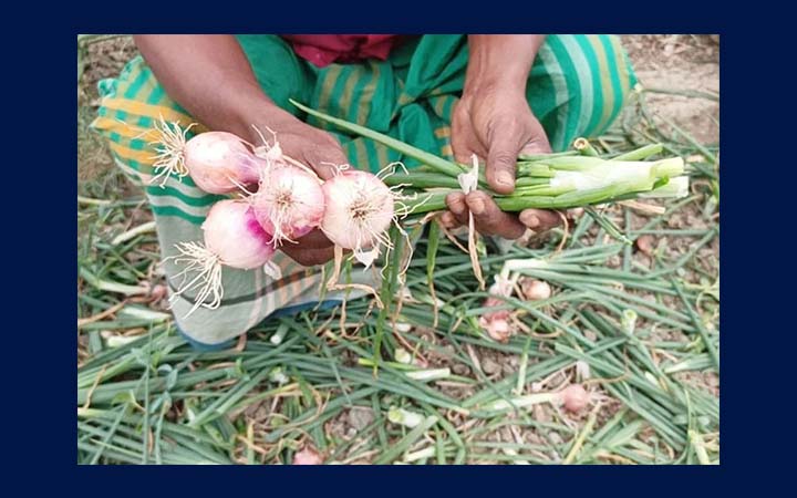 বালিয়াকান্দিতে কৃষকের পেঁয়াজ ক্ষেতে দুর্বৃত্তের হানা