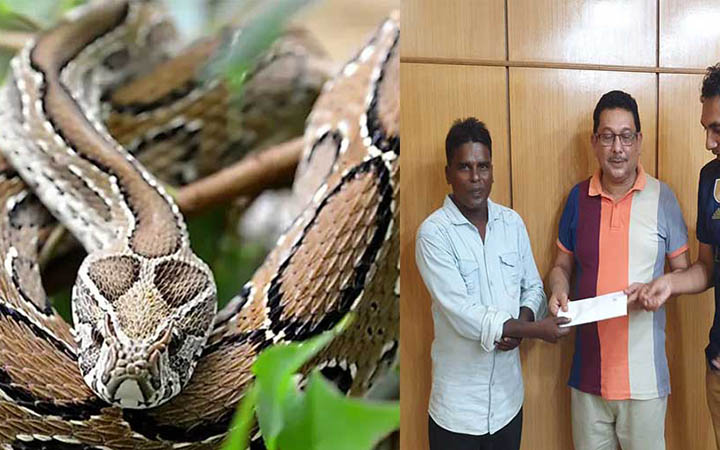 রাসেলস ভাইপার ধরে জমা, পুরস্কার পেলেন ৩ জন