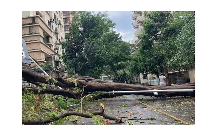 ঘূর্ণিঝড়ের প্রভাবে রাজধানীর বিভিন্ন সড়কে গাছ ভেঙে পড়েছে