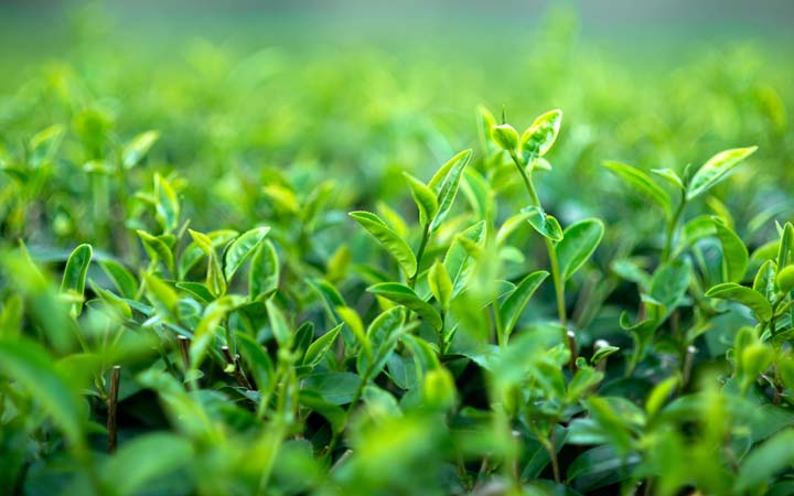 ইরানের ঋণ চা দিয়ে শোধ করবে শ্রীলঙ্কা