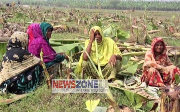পাবনায় ৫.৯২ একর জমির ফসল কেটে দিয়েছে সন্ত্রাসীরা
