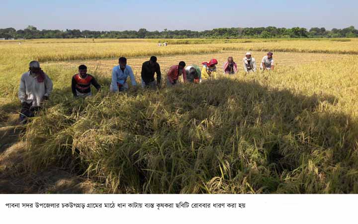 পাবনায় জাতভিত্তিক আমন ধানের ফলন ও দামে কৃষক খুশি