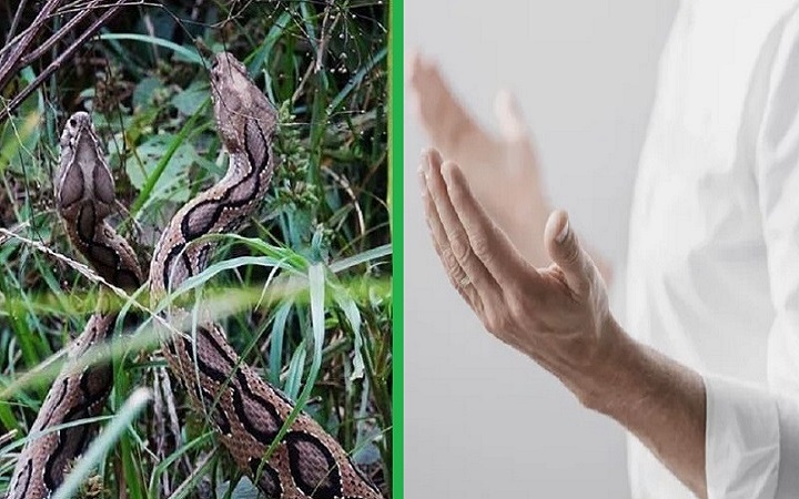 রাসেলস ভাইপার থেকে বাঁচার দোয়া