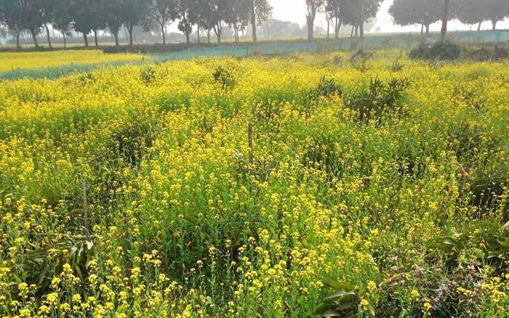কৃষকের ৩৫০ আমগাছ কেটে ফেলল দুর্বৃত্তরা