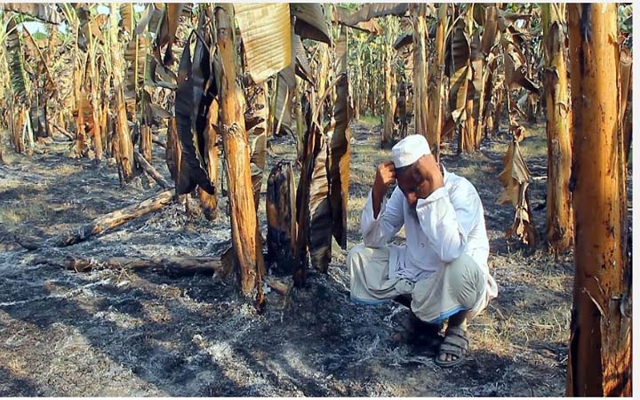 পাবনায় দুর্বৃত্তদের আগুনে ৫০ বিঘার কলার বাগান ছাই!