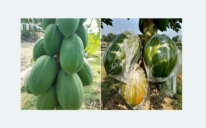 জায়ান্ট পার্ল পেঁপে চাষে নজরুলের সাফল্য